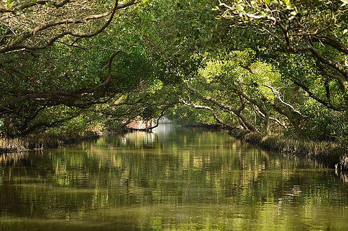 四草綠色隧道36