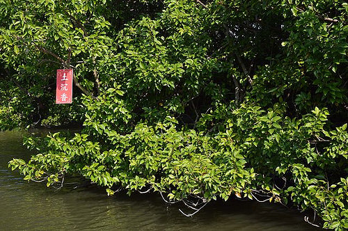 四草綠色隧道23