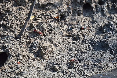 四草綠色隧道20