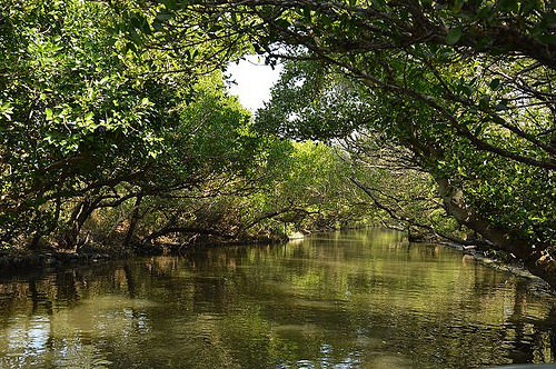 四草綠色隧道27