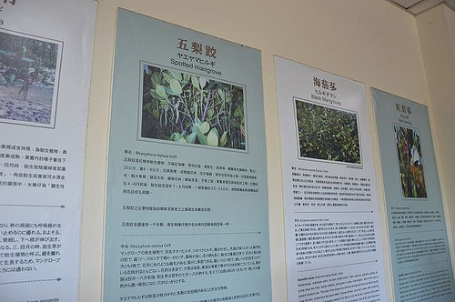 四草綠色隧道05