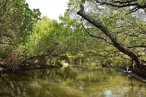 四草綠色隧道28