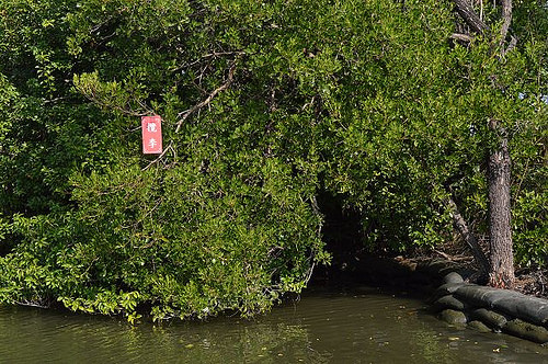 四草綠色隧道22