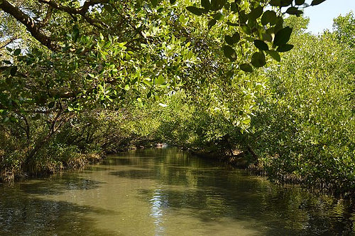 四草綠色隧道35