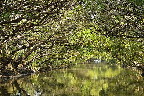 四草綠色隧道31
