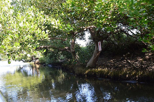 四草綠色隧道18