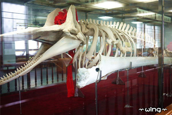 四草綠色隧道：［台南安南區］台灣袖珍版亞馬遜河。【四草綠色隧道】紅樹林生態園區(台江國家公園/大眾廟景點)