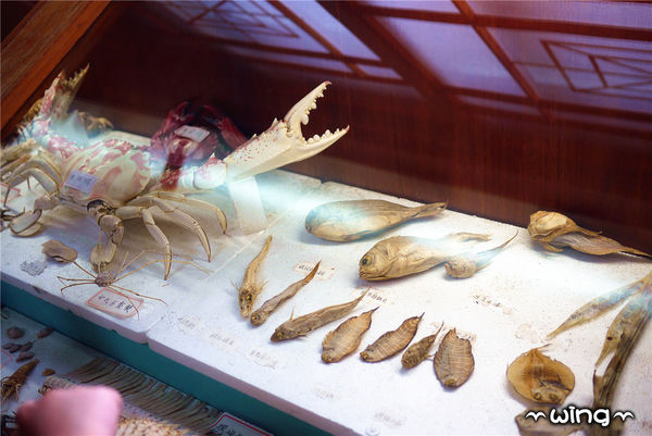 四草綠色隧道：［台南安南區］台灣袖珍版亞馬遜河。【四草綠色隧道】紅樹林生態園區(台江國家公園/大眾廟景點)