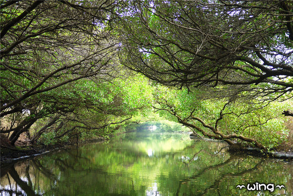 四草綠色隧道：［台南安南區］台灣袖珍版亞馬遜河。【四草綠色隧道】紅樹林生態園區(台江國家公園/大眾廟景點)