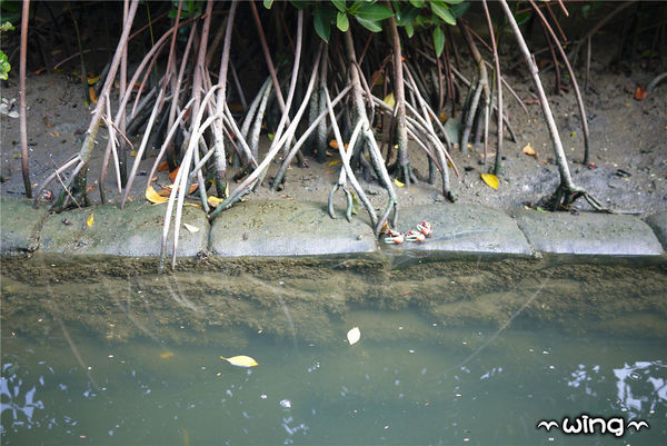 四草綠色隧道：［台南安南區］台灣袖珍版亞馬遜河。【四草綠色隧道】紅樹林生態園區(台江國家公園/大眾廟景點)