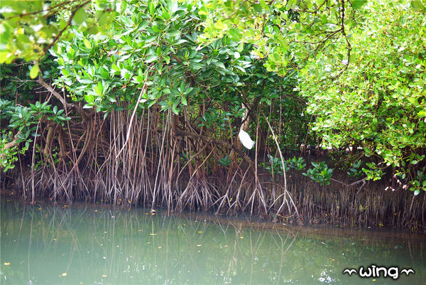 四草綠色隧道：［台南安南區］台灣袖珍版亞馬遜河。【四草綠色隧道】紅樹林生態園區(台江國家公園/大眾廟景點)