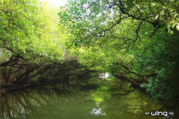 四草綠色隧道：［台南安南區］台灣袖珍版亞馬遜河。【四草綠色隧道】紅樹林生態園區(台江國家公園/大眾廟景點)