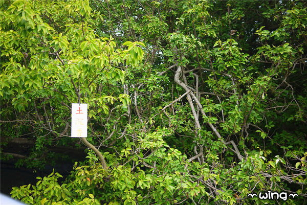 四草綠色隧道：［台南安南區］台灣袖珍版亞馬遜河。【四草綠色隧道】紅樹林生態園區(台江國家公園/大眾廟景點)