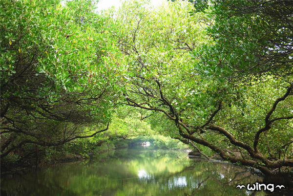 四草綠色隧道：［台南安南區］台灣袖珍版亞馬遜河。【四草綠色隧道】紅樹林生態園區(台江國家公園/大眾廟景點)