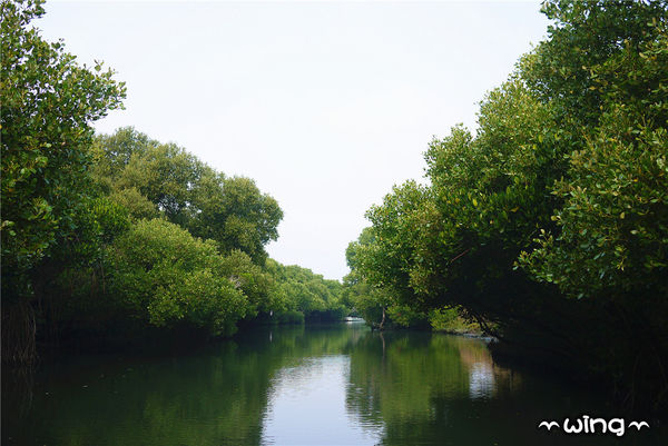 四草綠色隧道：［台南安南區］台灣袖珍版亞馬遜河。【四草綠色隧道】紅樹林生態園區(台江國家公園/大眾廟景點)