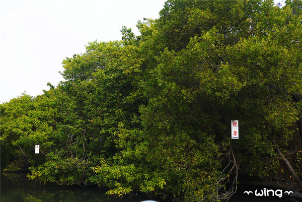 四草綠色隧道：［台南安南區］台灣袖珍版亞馬遜河。【四草綠色隧道】紅樹林生態園區(台江國家公園/大眾廟景點)