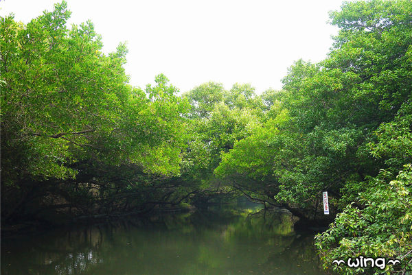 四草綠色隧道：［台南安南區］台灣袖珍版亞馬遜河。【四草綠色隧道】紅樹林生態園區(台江國家公園/大眾廟景點)