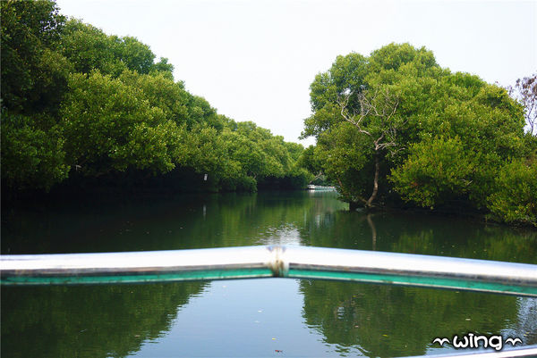 四草綠色隧道：［台南安南區］台灣袖珍版亞馬遜河。【四草綠色隧道】紅樹林生態園區(台江國家公園/大眾廟景點)