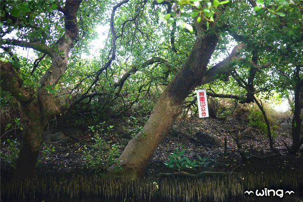 四草綠色隧道：［台南安南區］台灣袖珍版亞馬遜河。【四草綠色隧道】紅樹林生態園區(台江國家公園/大眾廟景點)
