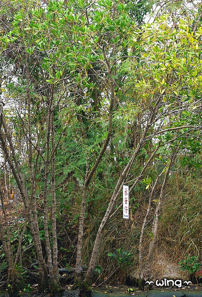 四草綠色隧道：［台南安南區］台灣袖珍版亞馬遜河。【四草綠色隧道】紅樹林生態園區(台江國家公園/大眾廟景點)