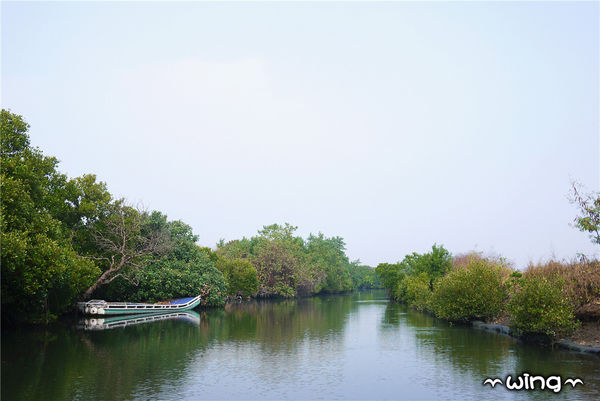 四草綠色隧道：［台南安南區］台灣袖珍版亞馬遜河。【四草綠色隧道】紅樹林生態園區(台江國家公園/大眾廟景點)