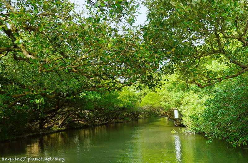 廖西瓜@台南安南區四草紅樹林綠色隧道台版亞馬遜14