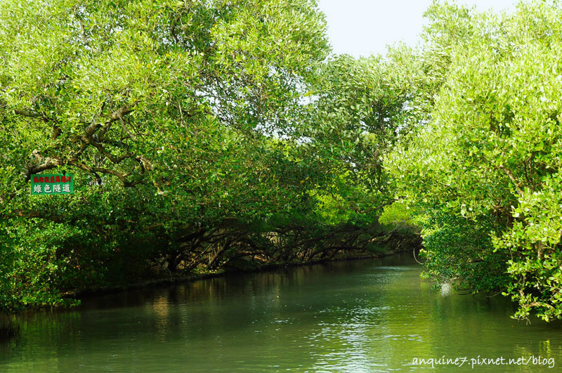 廖西瓜@台南安南區四草紅樹林綠色隧道台版亞馬遜13
