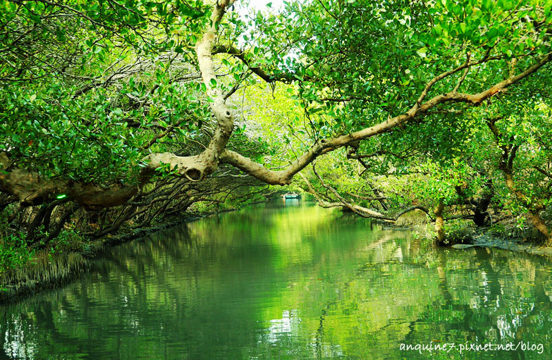 廖西瓜@台南安南區四草紅樹林綠色隧道台版亞馬遜18-1