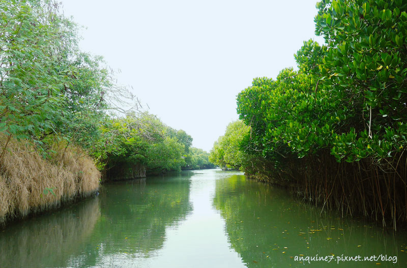 廖西瓜@台南安南區四草紅樹林綠色隧道台版亞馬遜8