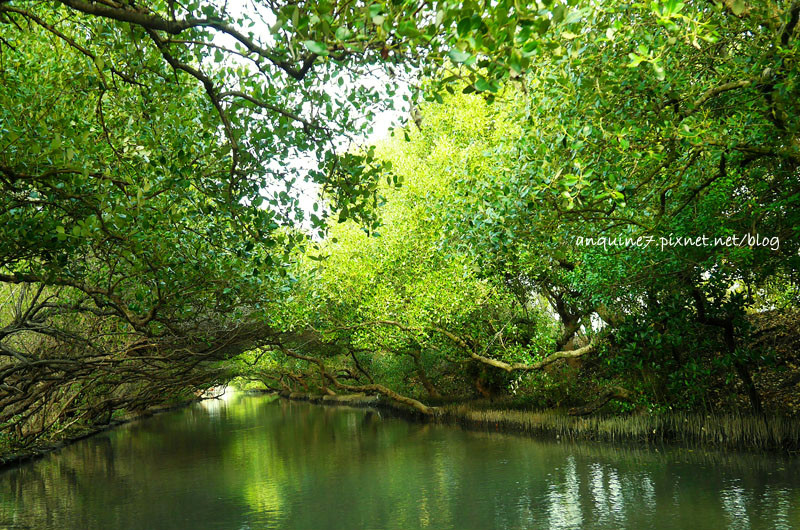 廖西瓜@台南安南區四草紅樹林綠色隧道台版亞馬遜22