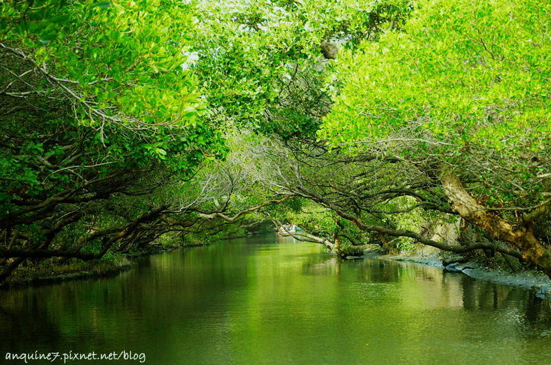 廖西瓜@台南安南區四草紅樹林綠色隧道台版亞馬遜16-1