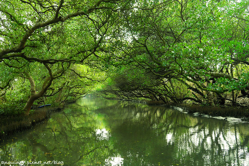 廖西瓜@台南安南區四草紅樹林綠色隧道台版亞馬遜25