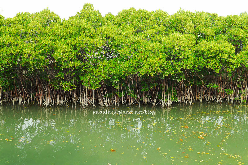 廖西瓜@台南安南區四草紅樹林綠色隧道台版亞馬遜3