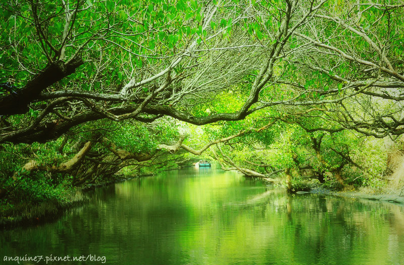 廖西瓜@台南安南區四草紅樹林綠色隧道台版亞馬遜36