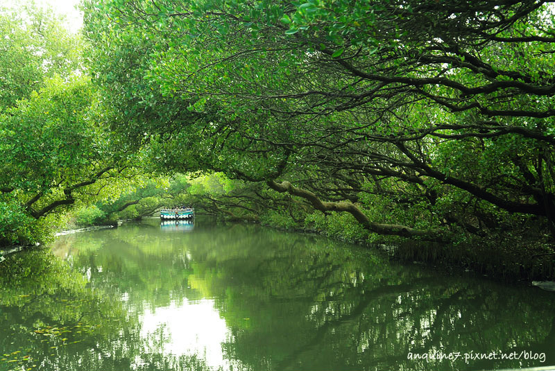 廖西瓜@台南安南區四草紅樹林綠色隧道台版亞馬遜28-1