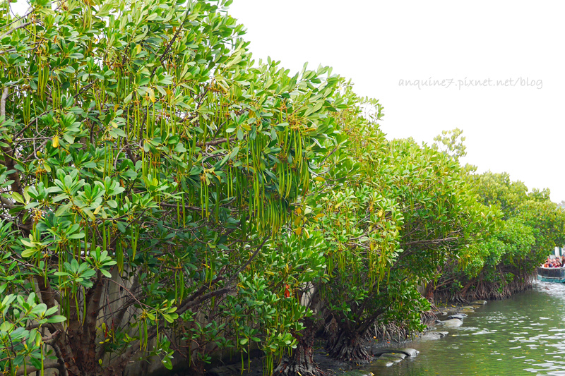 廖西瓜@台南安南區四草紅樹林綠色隧道台版亞馬遜33