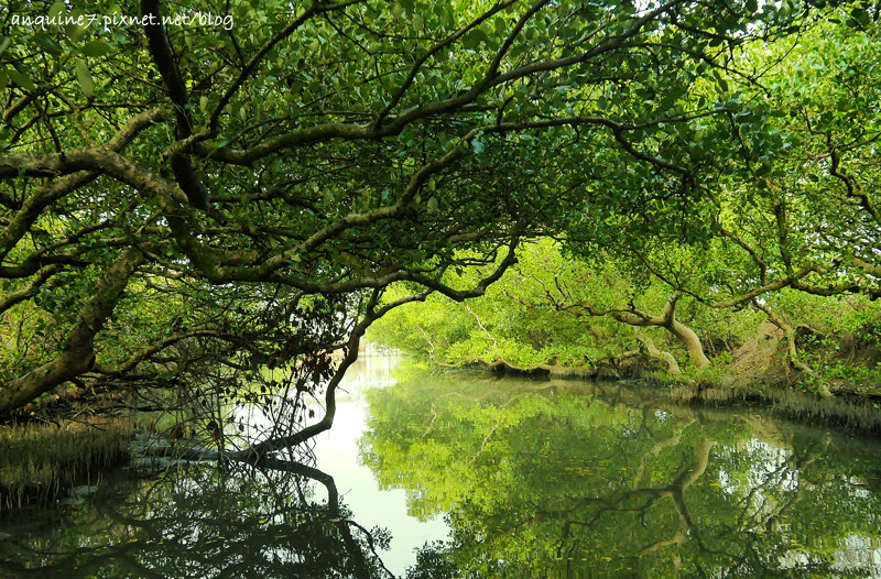 廖西瓜@台南安南區四草紅樹林綠色隧道台版亞馬遜23