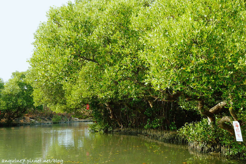 廖西瓜@台南安南區四草紅樹林綠色隧道台版亞馬遜10