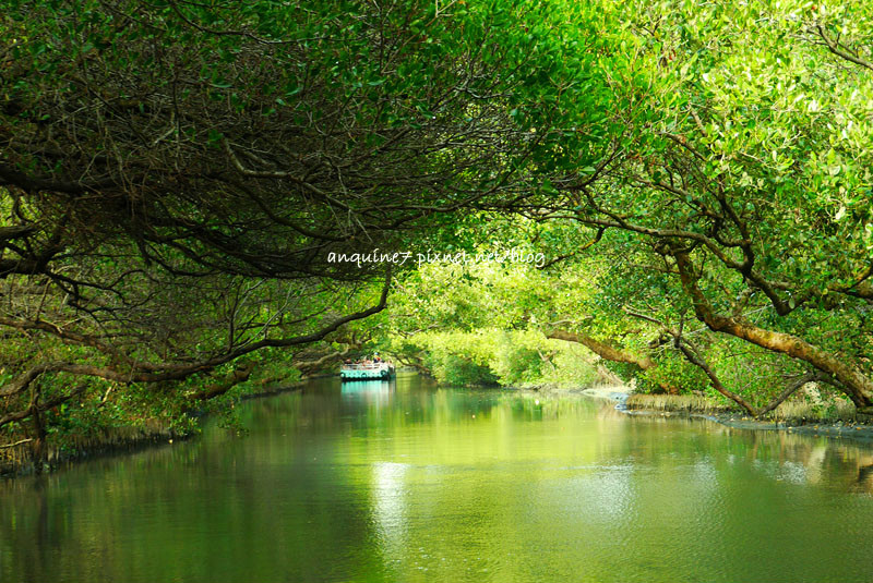 廖西瓜@台南安南區四草紅樹林綠色隧道台版亞馬遜20