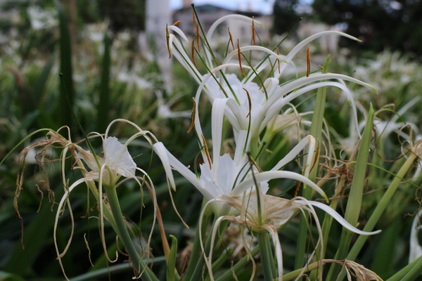 國美館藝想世界：2014新北市兒童藝術節「國美館藝想世界」(板橋435藝文中心)