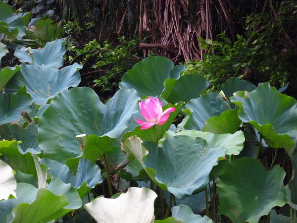 【桃園旅遊景點】桃園新屋綠色走廊&&永安漁港半日遊