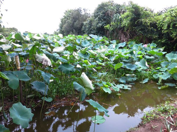 【桃園旅遊景點】桃園新屋綠色走廊&&永安漁港半日遊