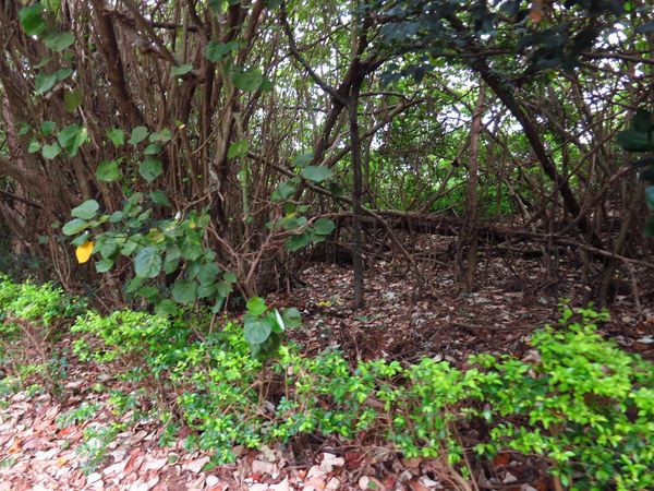 【桃園旅遊景點】桃園新屋綠色走廊&&永安漁港半日遊