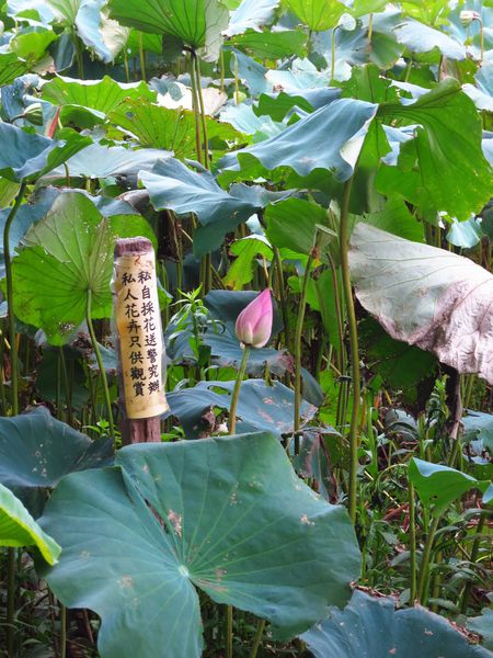 【桃園旅遊景點】桃園新屋綠色走廊&&永安漁港半日遊