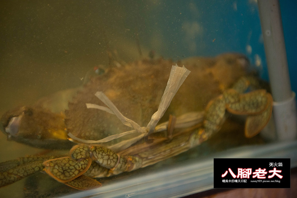 八腳老大螃蟹粥火鍋:【台北|八腳老大】吃到滿足幸福感的溫潤螃蟹粥火鍋