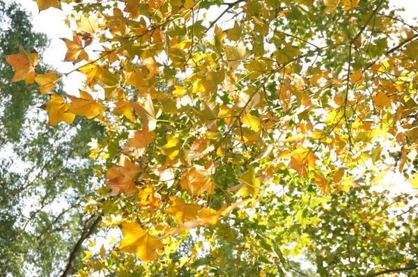 石門水庫:花況實境2013.12.7冬初賞楓趣【桃園/石門水庫】