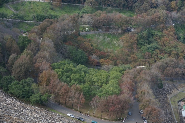 石門水庫:花況實境2013.12.7冬初賞楓趣【桃園/石門水庫】
