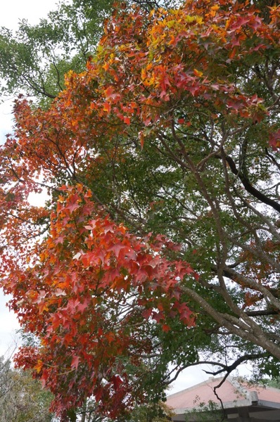 石門水庫:花況實境2013.12.7冬初賞楓趣【桃園/石門水庫】