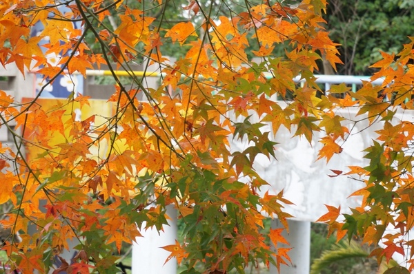 石門水庫:花況實境2013.12.7冬初賞楓趣【桃園/石門水庫】