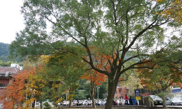 石門水庫:花況實境2013.12.7冬初賞楓趣【桃園/石門水庫】